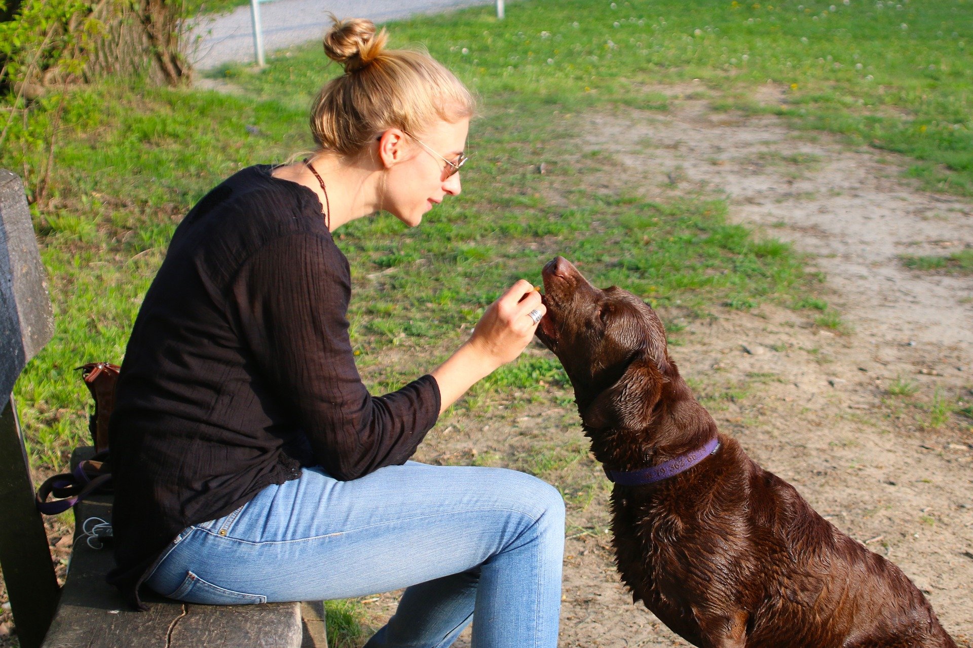 Labrador cioccolato