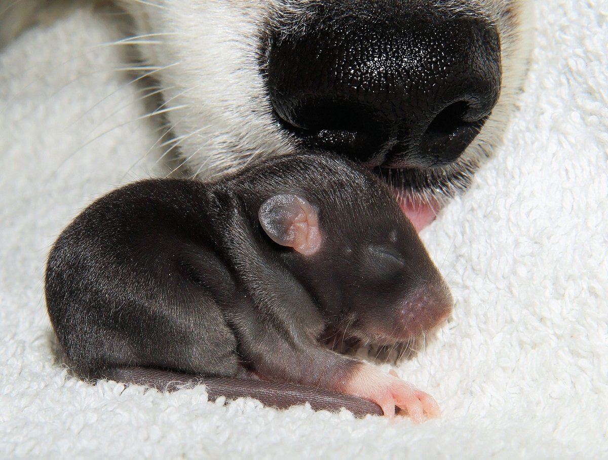 Cane e ratto