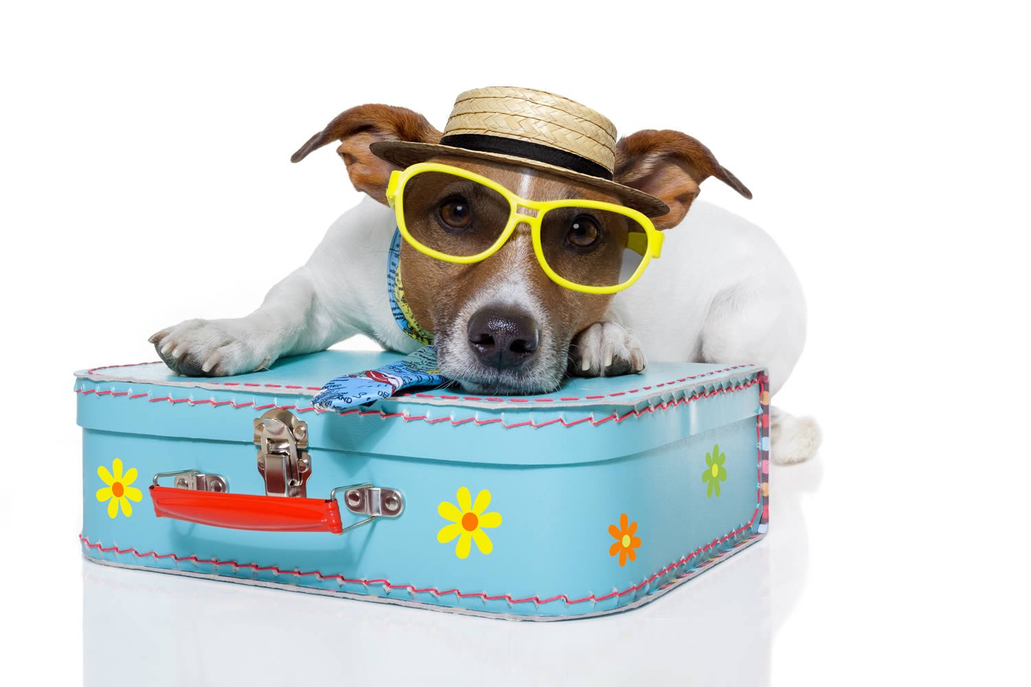 Cani in vacanza: come preparare la valigia per Fido!