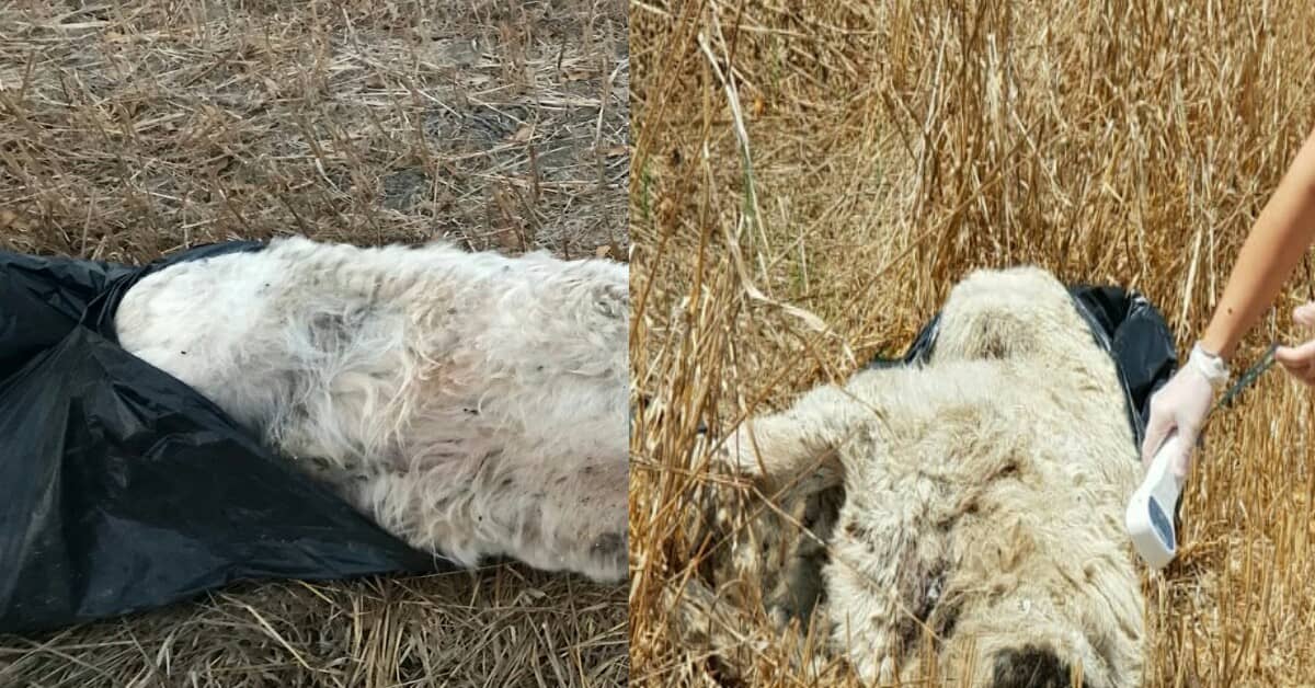 Roma, ritrovati cani nelle buste