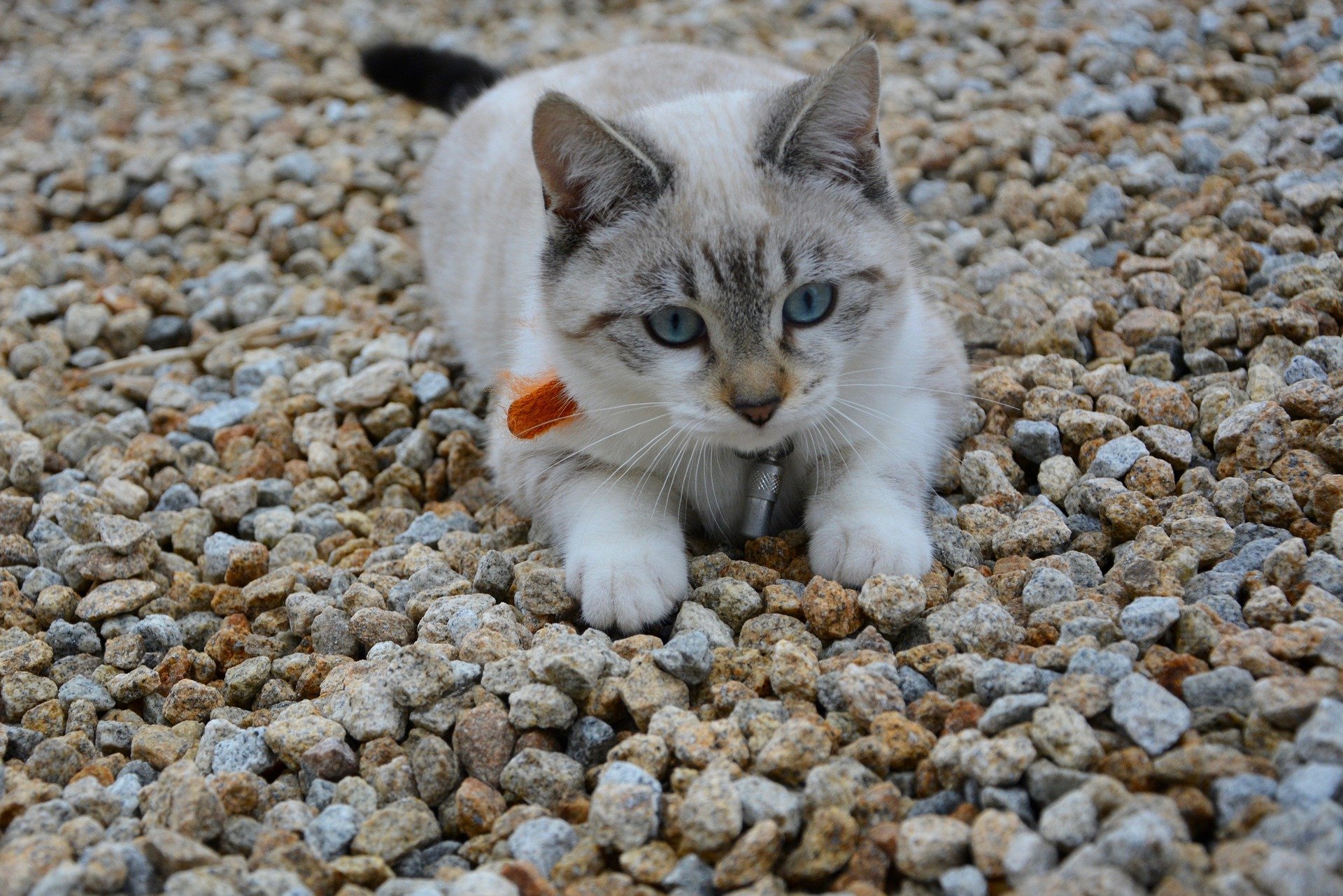 Gattino in spiaggia