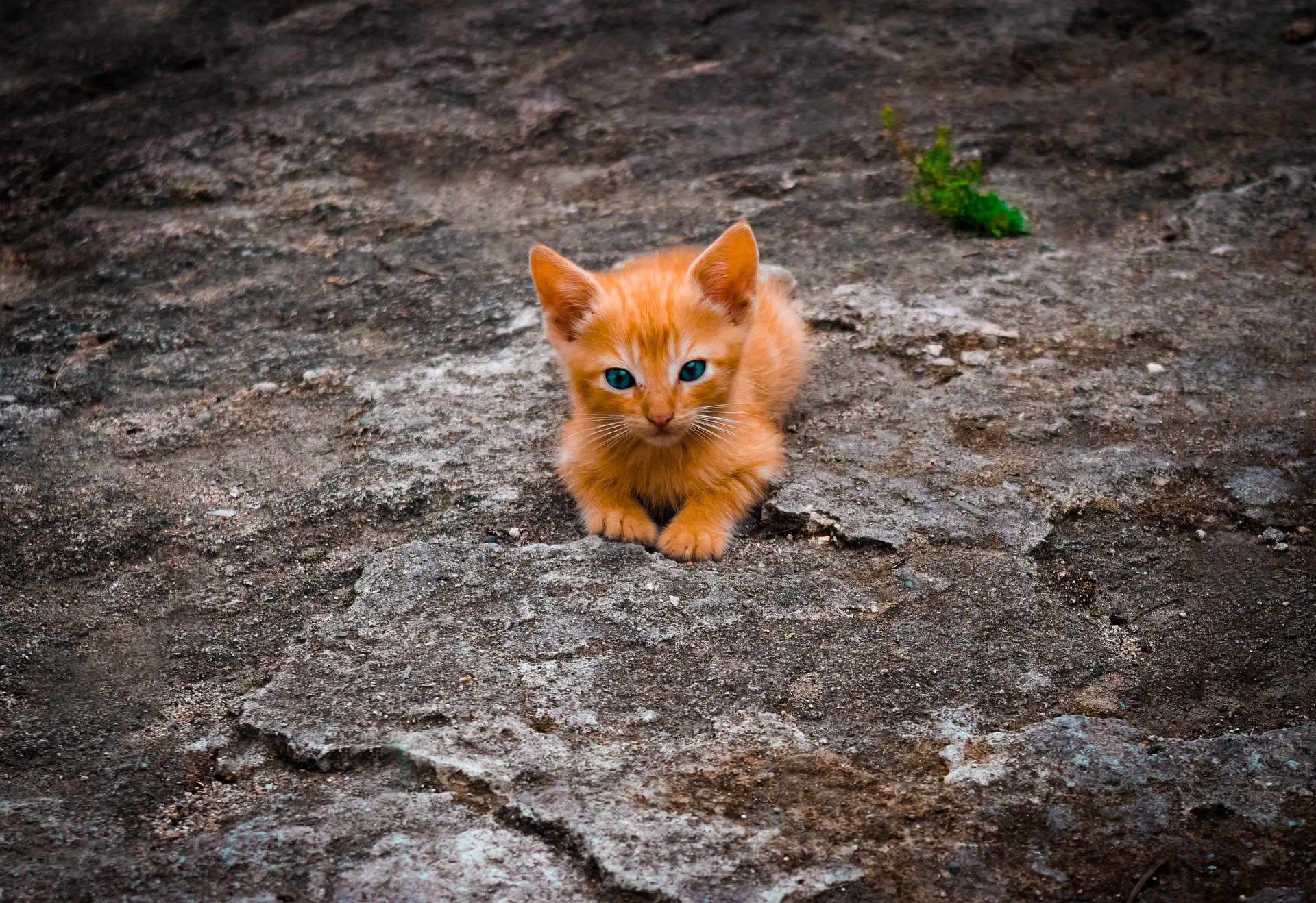 Gattino tigrato rosso