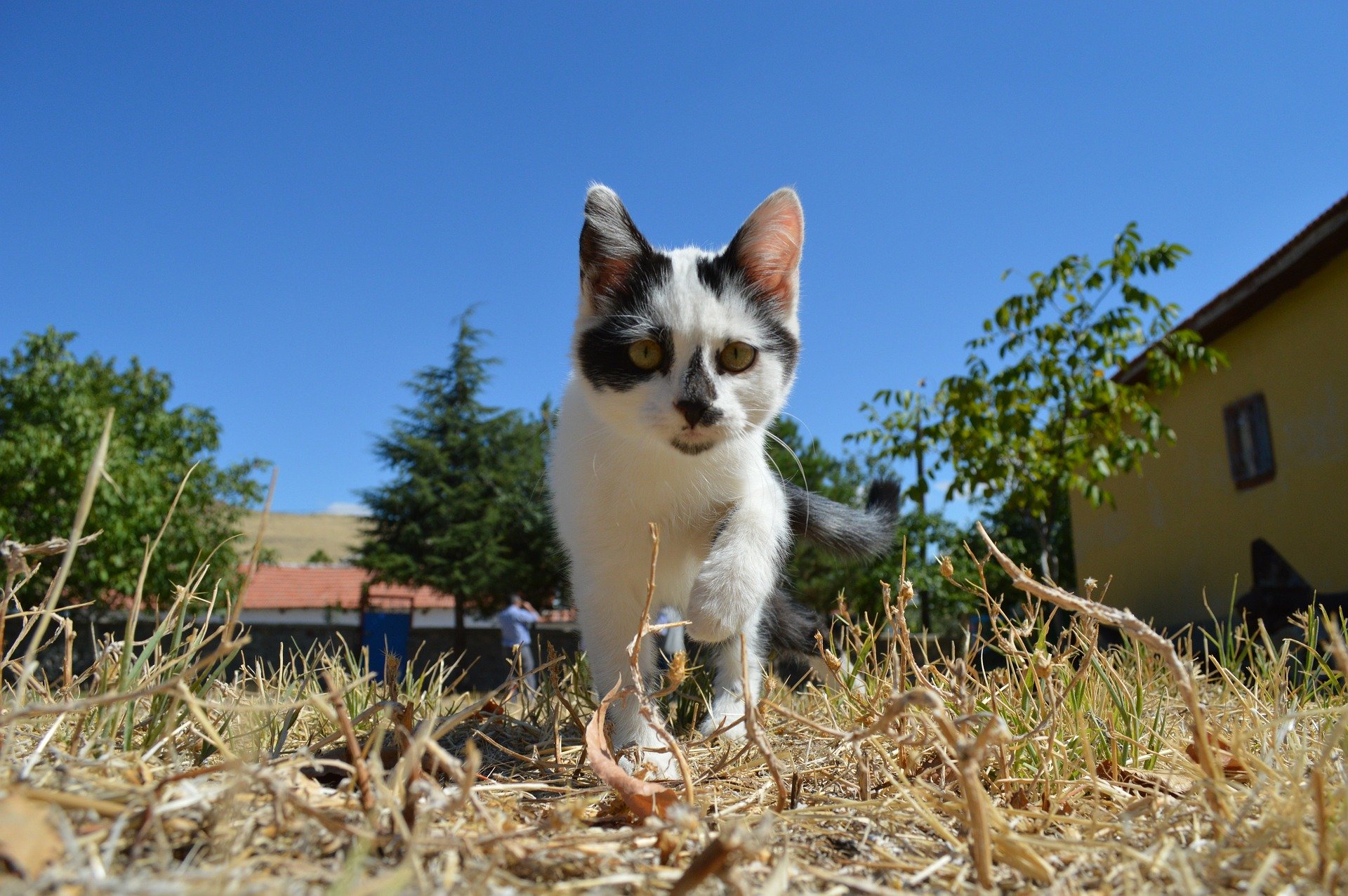 Gattino in esplorazione