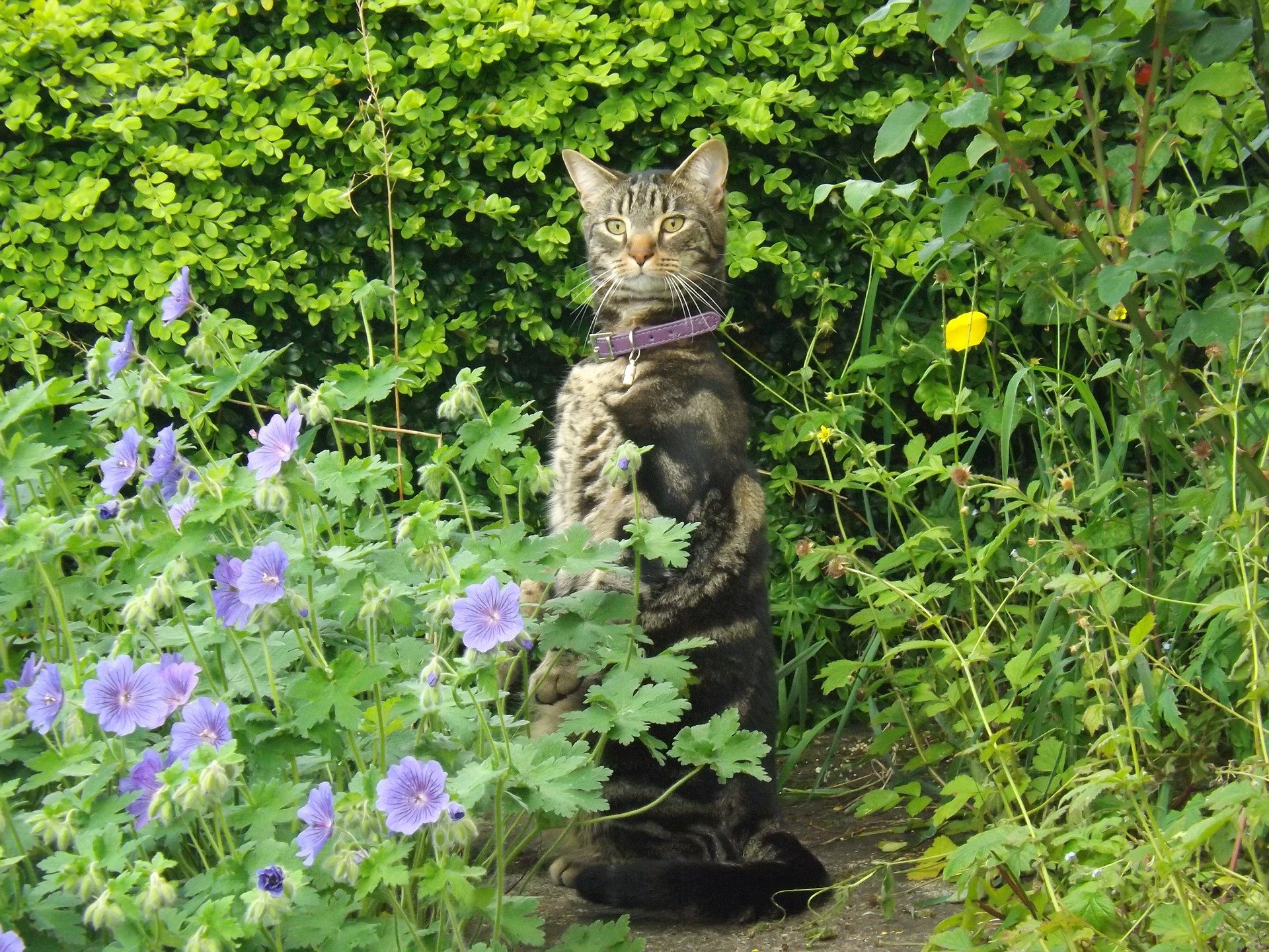 Gatto tigrato sentinella