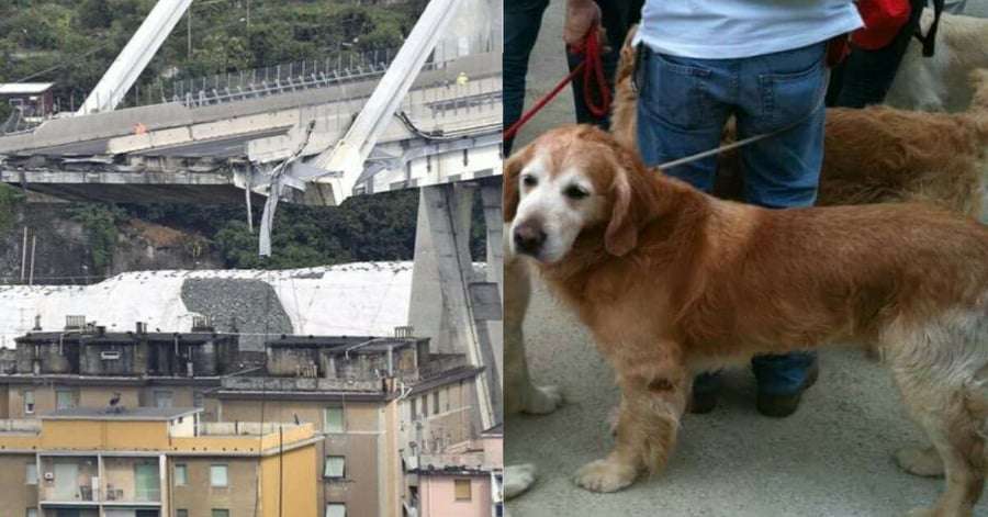 “Il mio cane è rimasto in casa!”