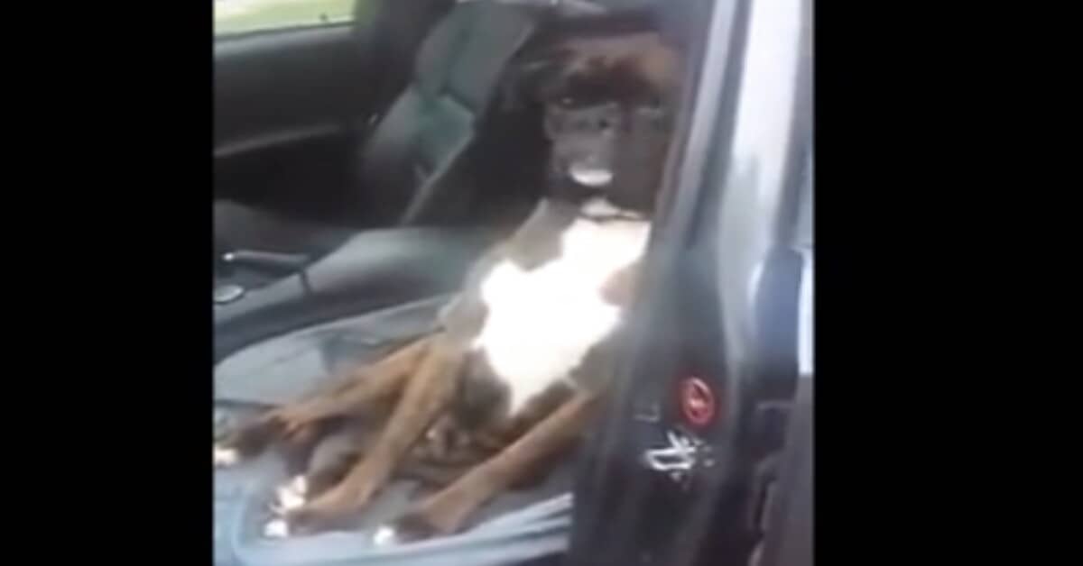 Jobs, un cane speciale