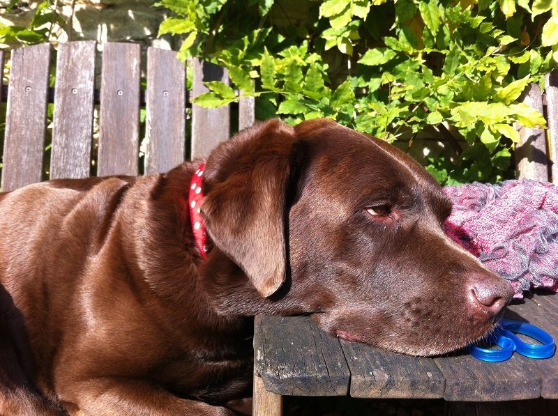 Labrador cioccolato