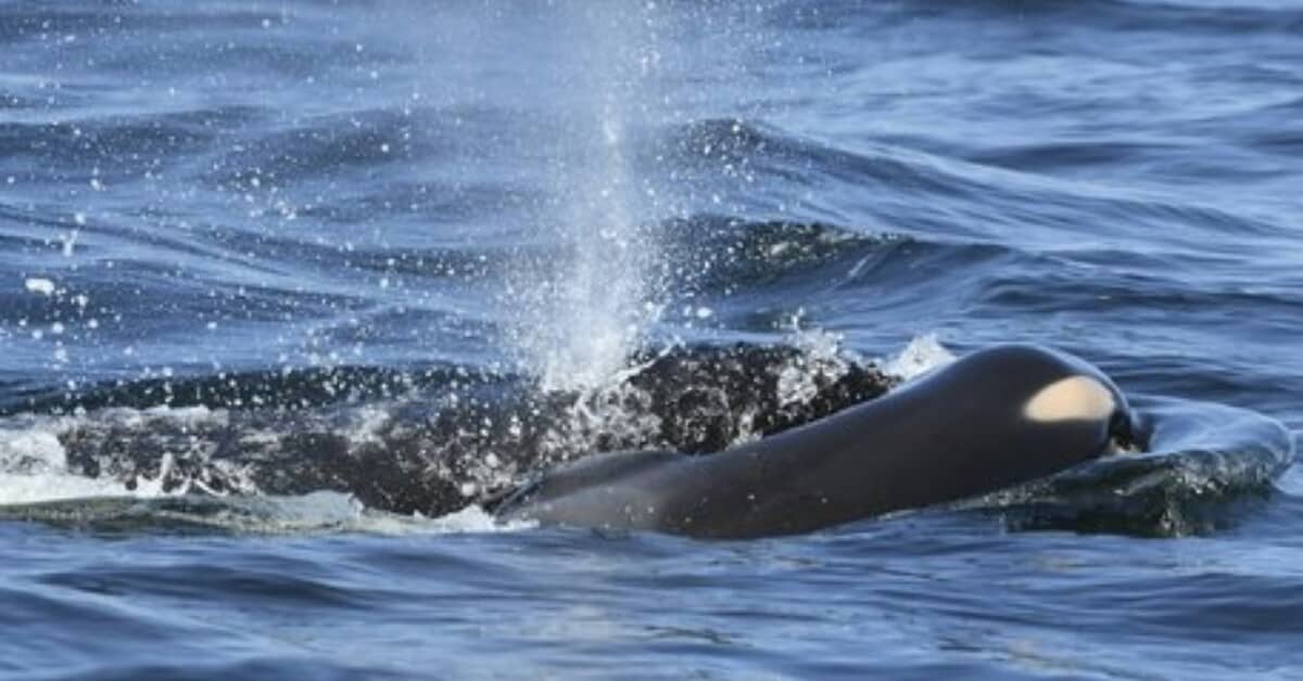 L’orca che commuove anche gli studiosi