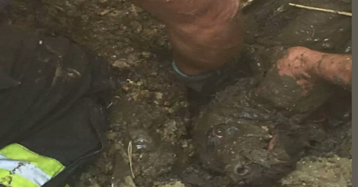 Estratto vivo un cane, i vigili guardano meglio e trovano una sorpresa in fondo al tubo