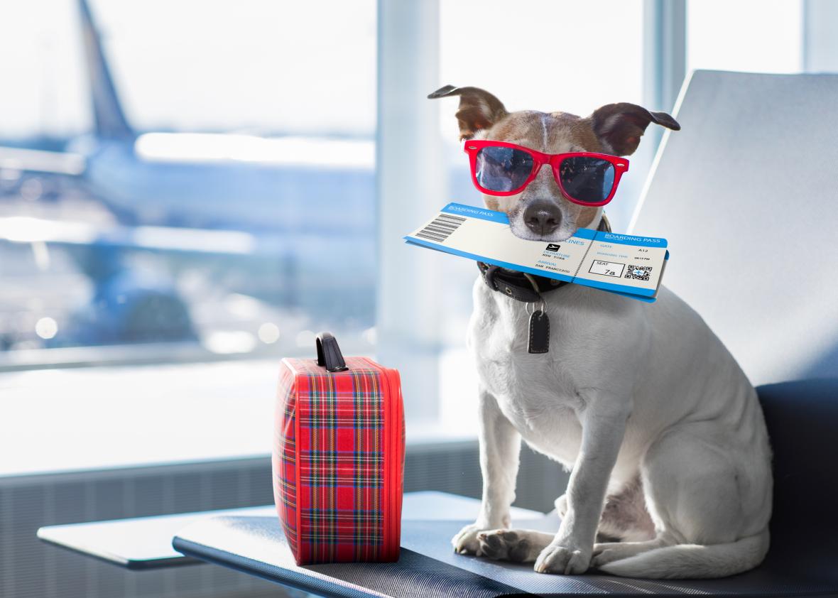 10 compagnie aeree pet friendly