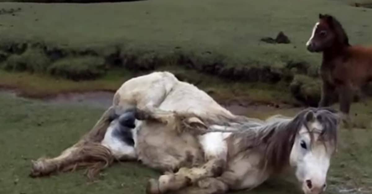 Il cucciolo si rifiuta di lasciare la mamma in pericolo