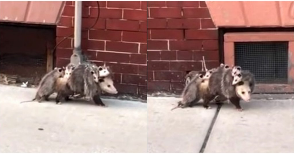 L’opossum iper protettivo porta in salvo i suoi sette cuccioli