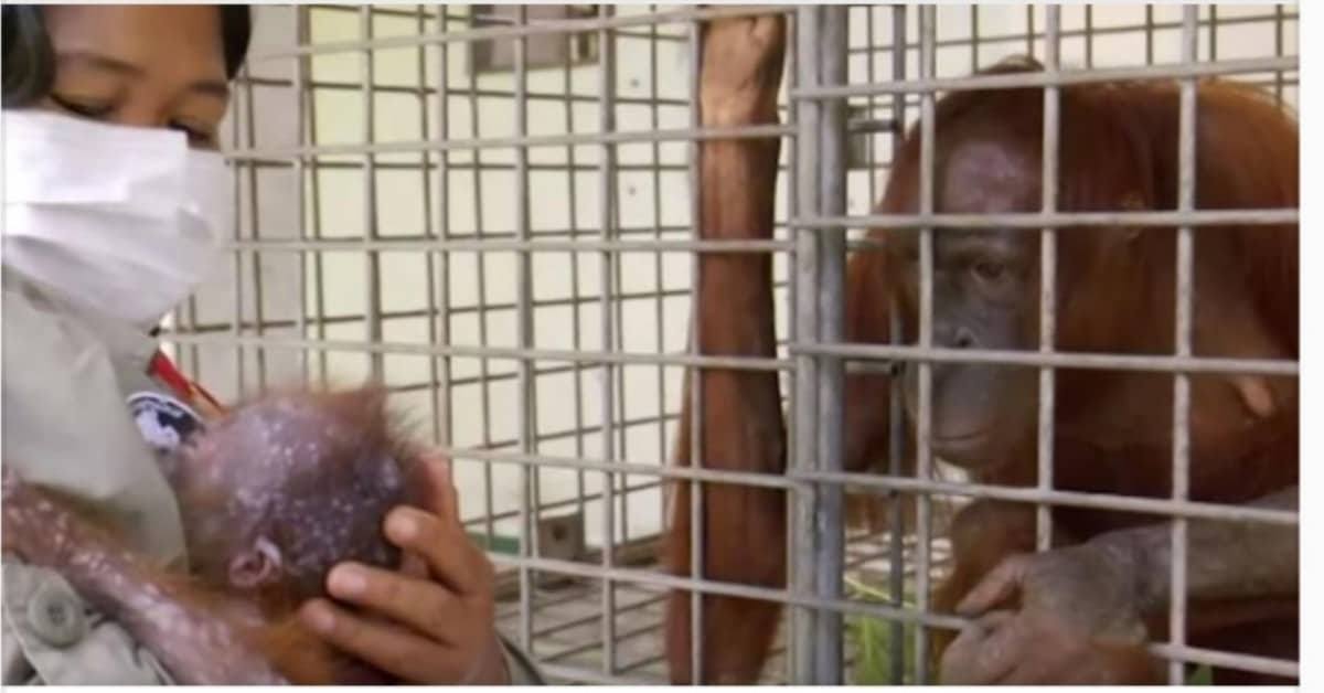 Il legame tra la mamma orango e sua figlia