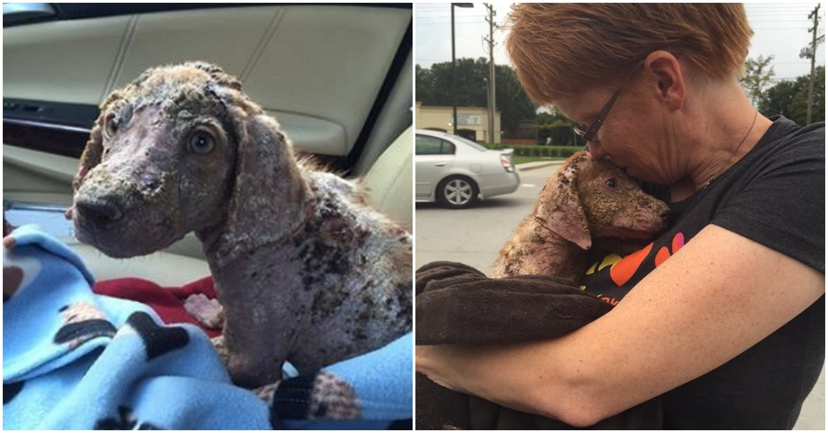 La storia di Callie, la cagnolina gettata per strada