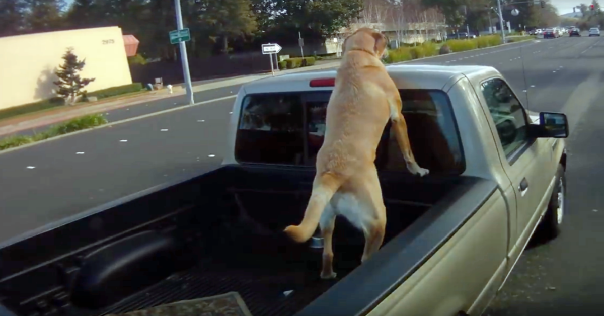 Perché non dovete mettere i cani dietro i vostri pick-up