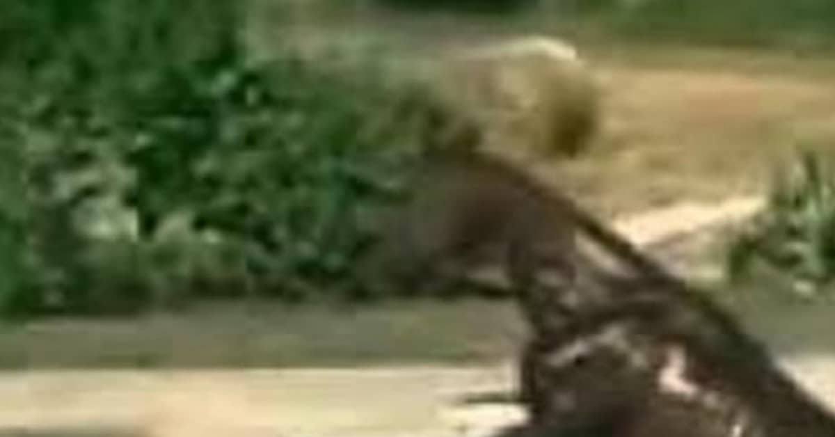 Nessuno gli crede quando dice cosa fa il suo cavallo, cosi gira un video