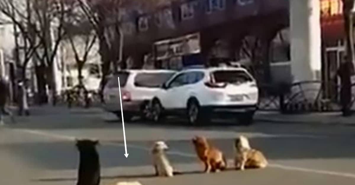 Quattro cani randagi vegliano il loro caro amico, investito da un’auto.