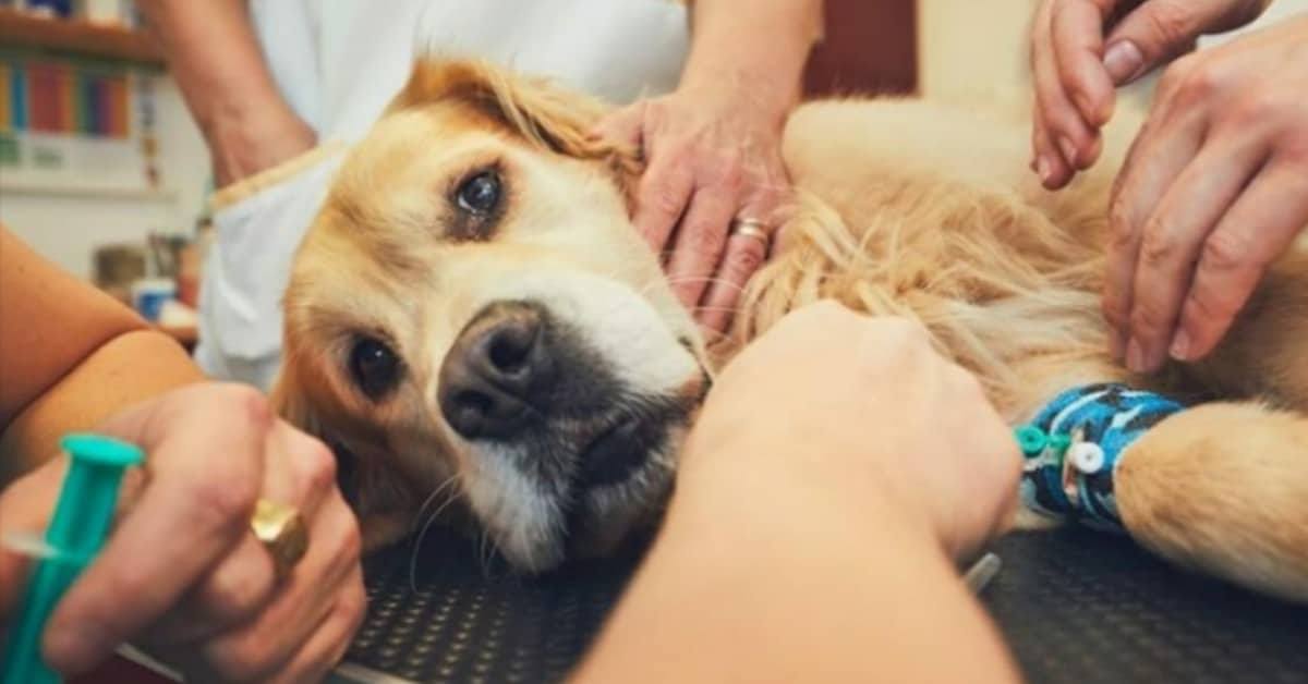 Veterinari chiedono alle persone di non lasciare soli i loro animali domestici durante l’eutanasia
