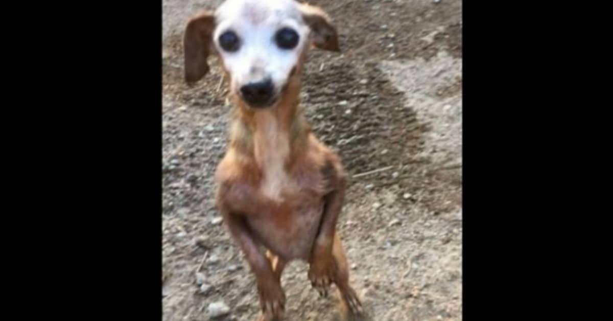 Fae abbandonata in un’autostrada dopo 10 anni