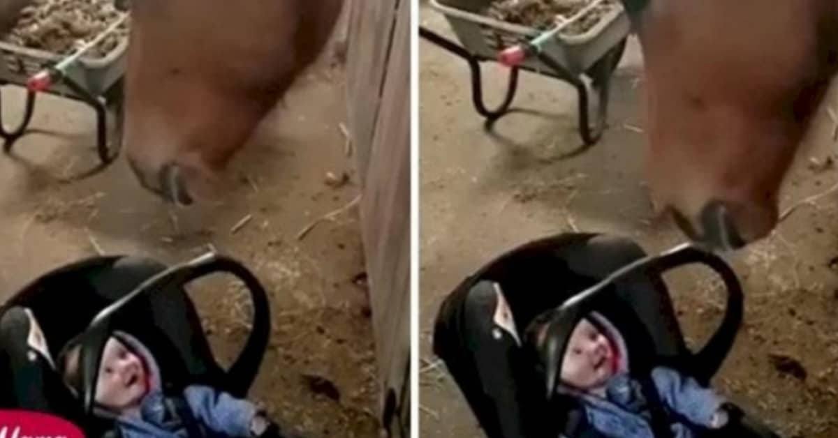 Il cavallo riesce a calmare la bambina che si stava disperando