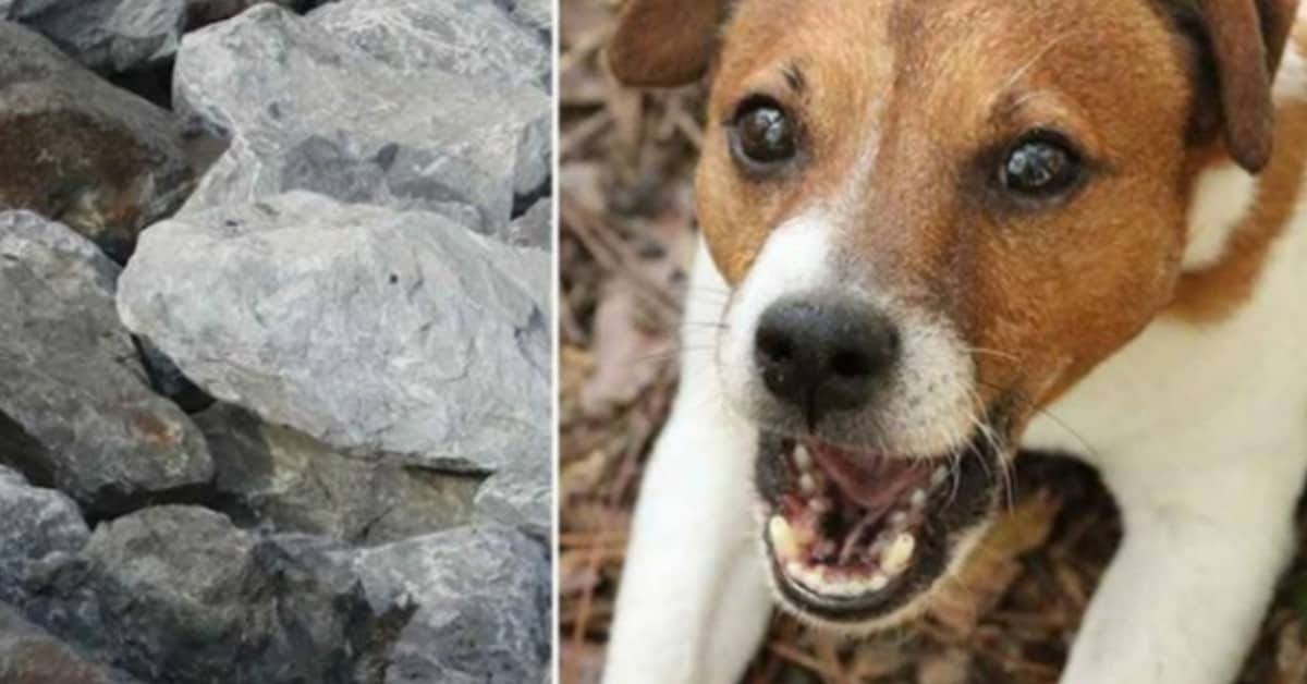 La storia del cane trovato nel bel mezzo della foresta