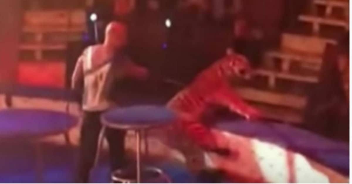 Quello che è stato fatto ad una tigre in uno spettacolo del circo in Russia