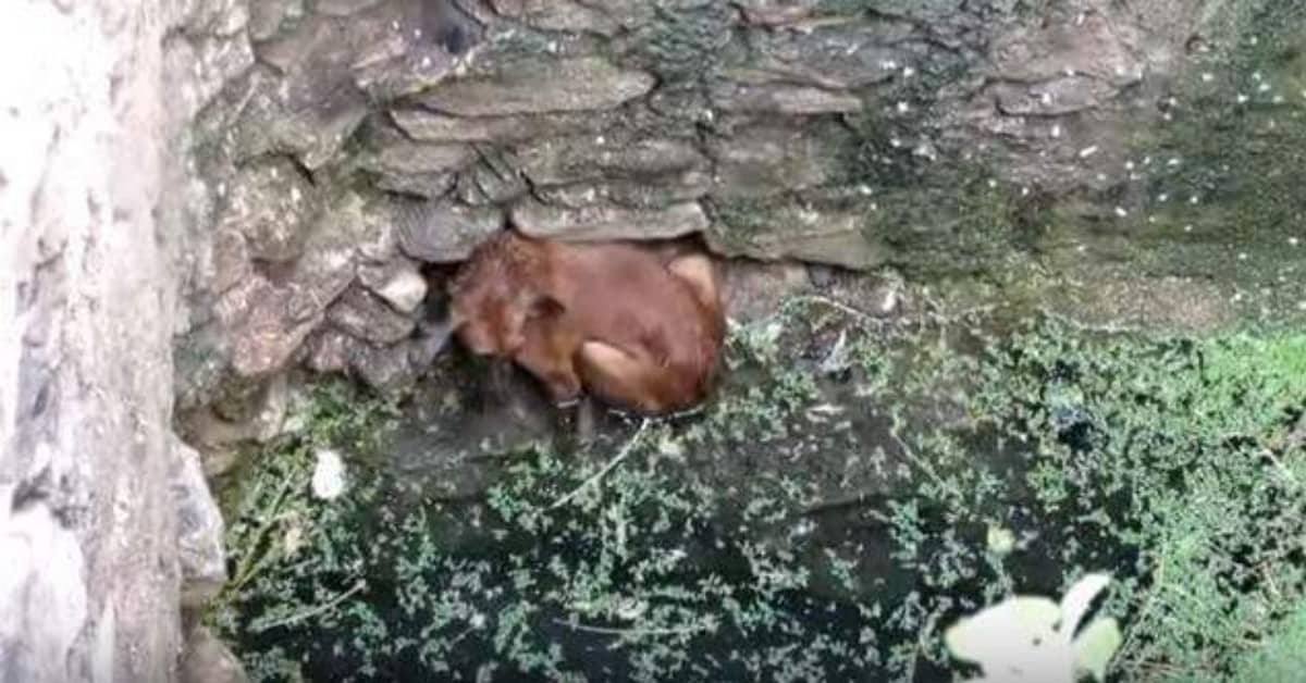 Il salvataggio del cagnolino caduto nel pozzo