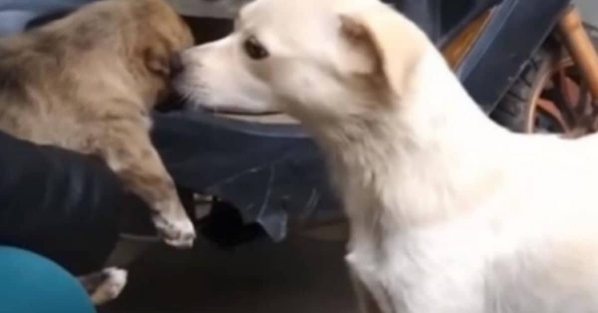 Un momento straziante: mamma saluta la sua cagnolina per sempre