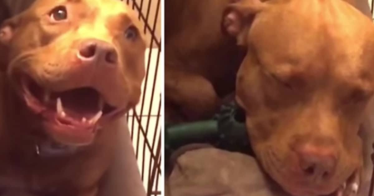 Papà umano canta la ninna nanna al suo pitbull