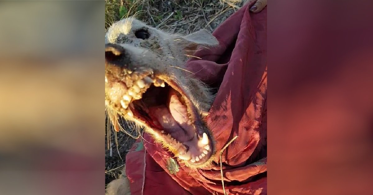 Cosma, la storia di una cagnolina del sud