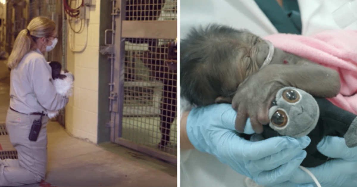Il complicato parto di Imani, una mamma gorilla