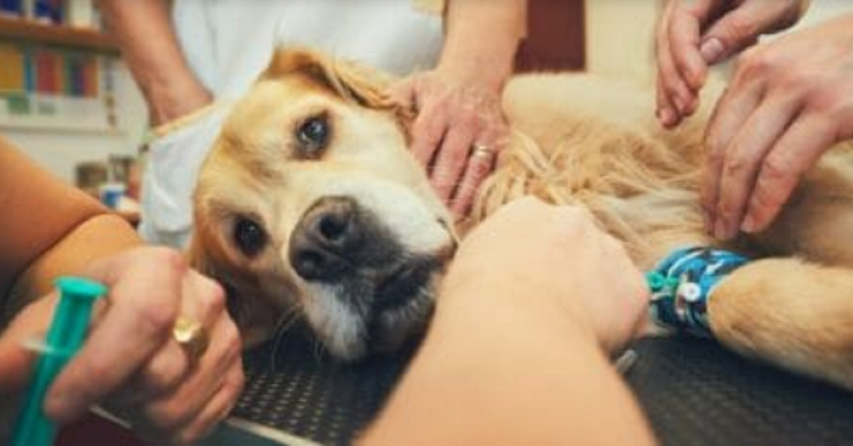 Morte del cane: cosa fare