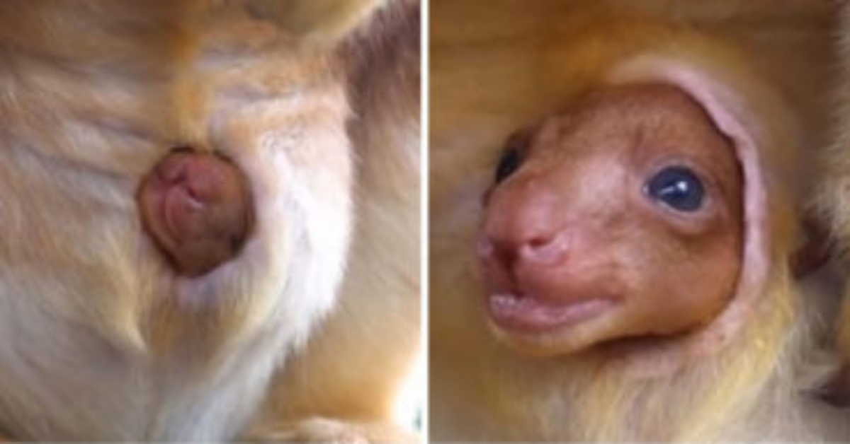 La nascita del cucciolo di canguro