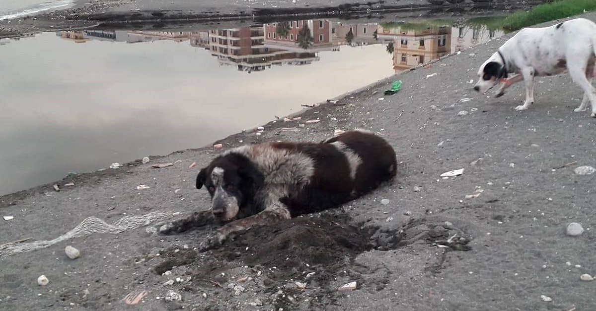 Vincenzone, la mascotte di Castellammare di Stabia, è volato sul ponte dell’arcobaleno