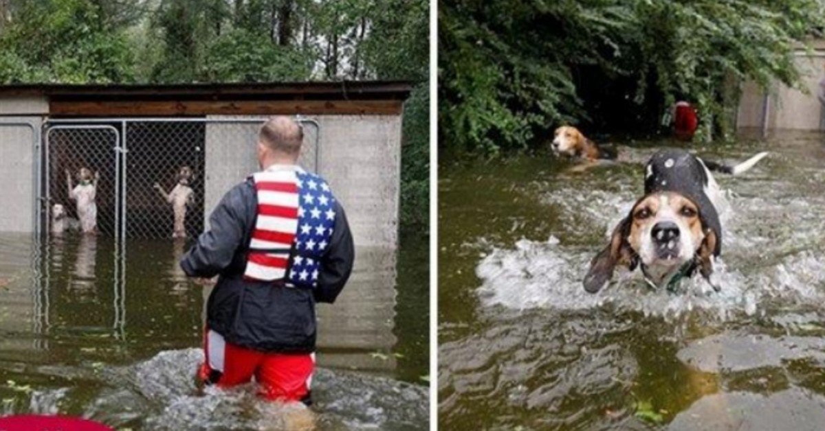 Uomo salva sei cani in trappola dall’Uragano Florence