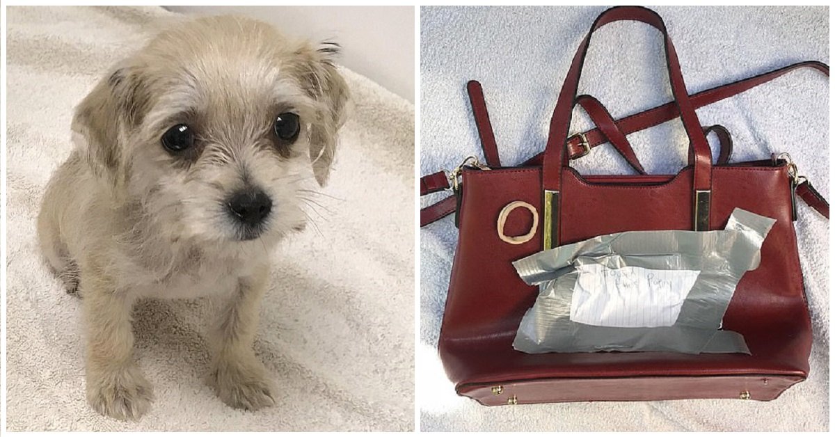 Radley, il cucciolo abbandonato in una borsa