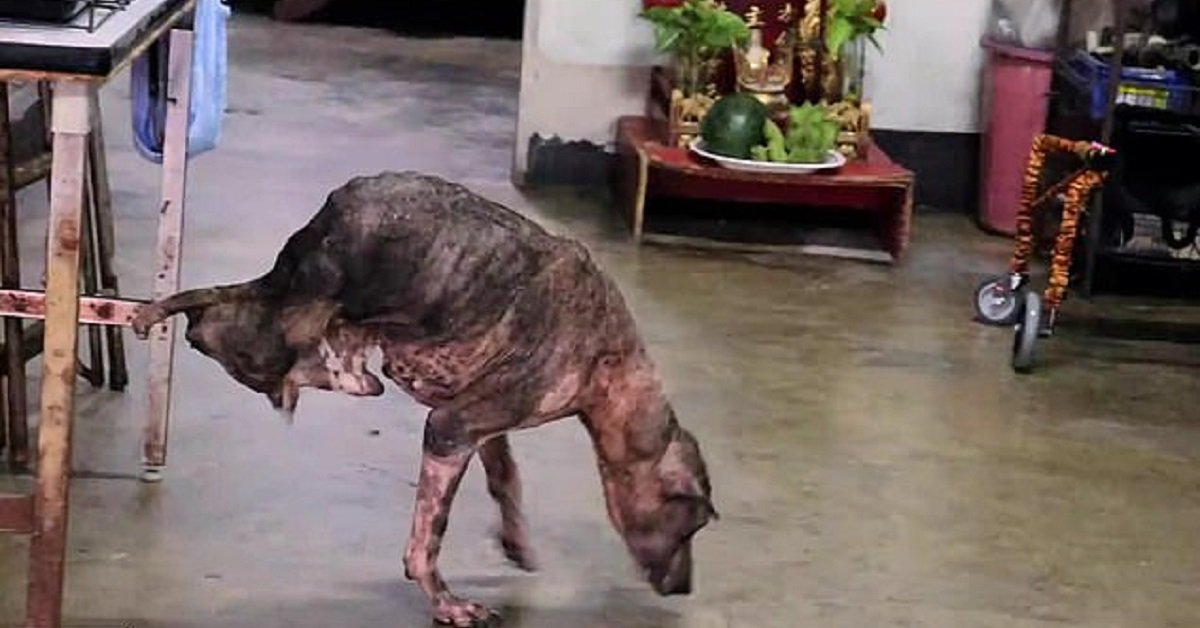 Tay-Tay, il cane thailandese senza zampe