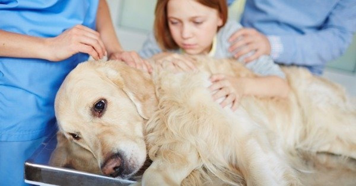 Tumori cani e gatti: come prevenirlo e curare con metodi naturali