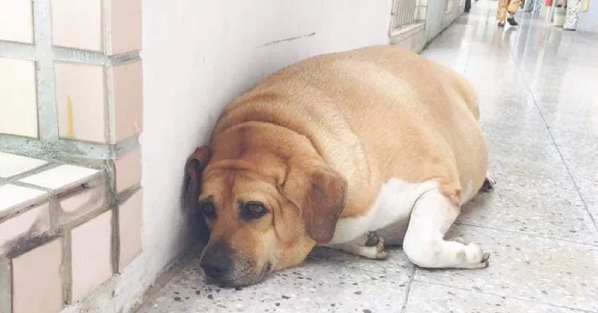 Lil White Socks, il cane obeso adottato dalla scuola è stato messo a dieta dal direttore