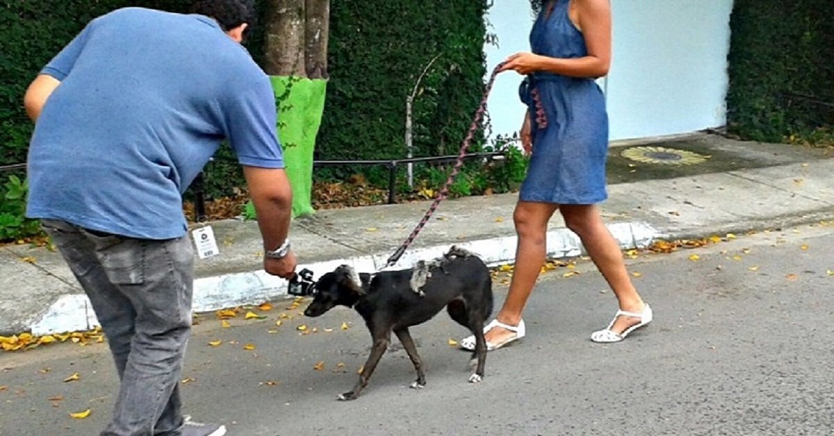 Pretinha addotta i piccoli opossum rimasti orfani e conquista tutti con la sua tenerezza