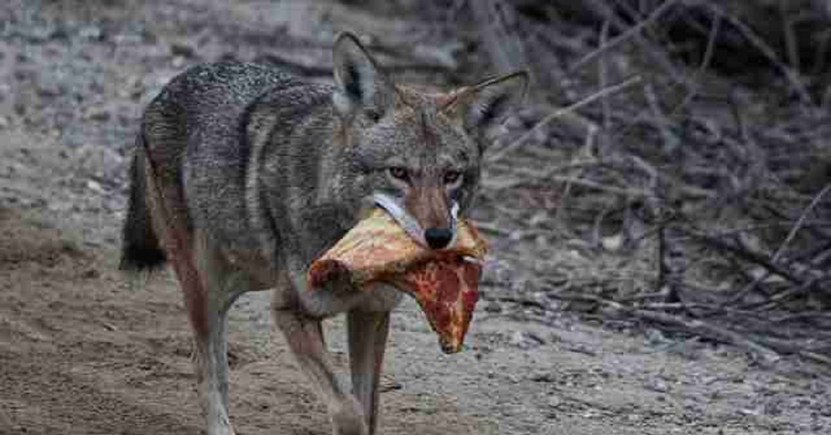 Fotografo immortala un coyote selvaggio con qualcosa in bocca