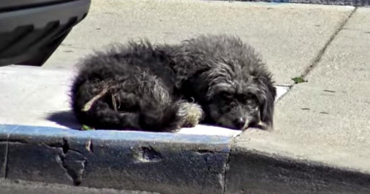 Cindy Lou, la cucciola abbandonata, dormiva sul marciapiede