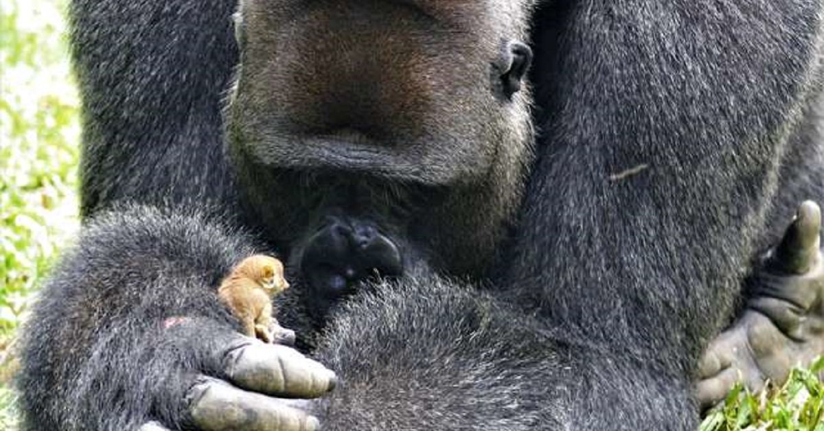 Gorilla gigante diventa il miglior amico di un cucciolo di galagone