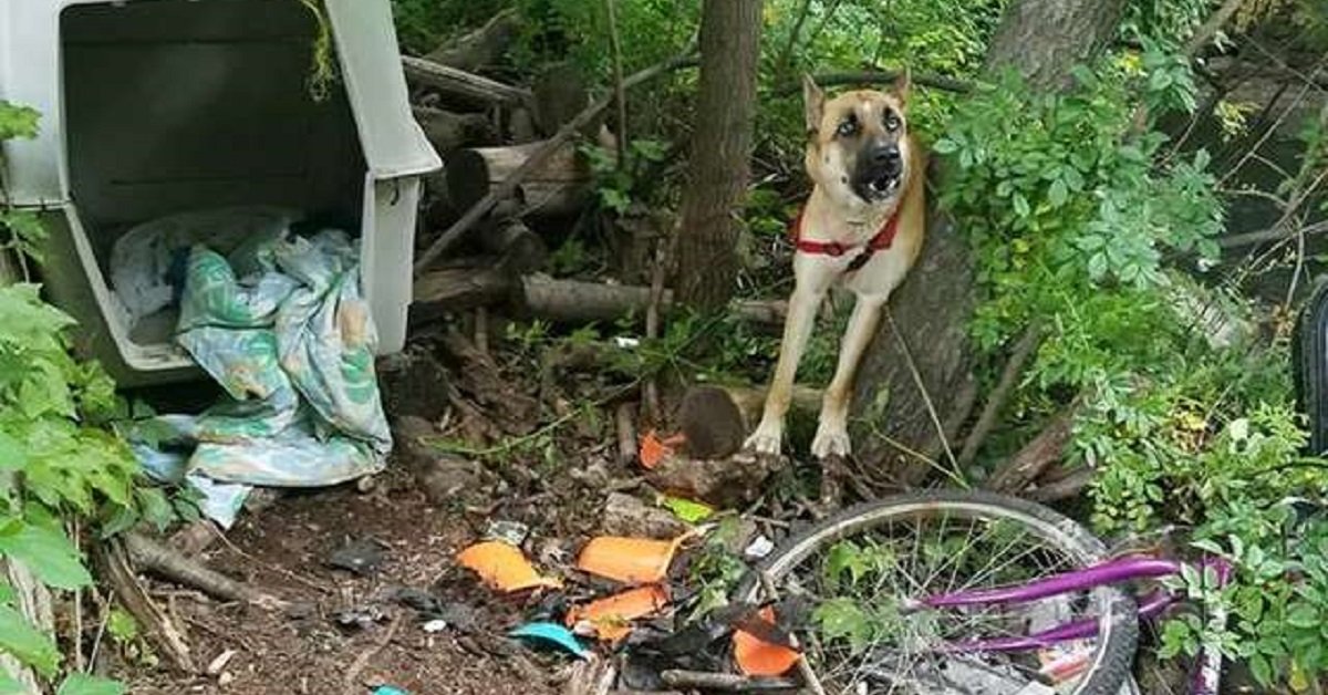 Cane lasciato legato nei boschi con solo due ciotole vuote per fargli compagnia