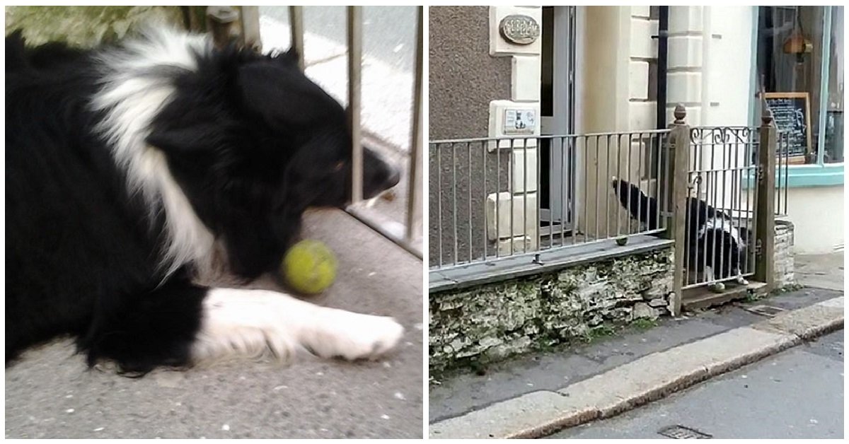Cane vuole sempre giocare quando le persone passano davanti al suo cancello