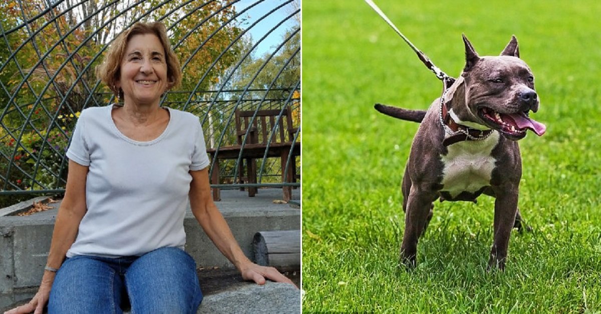 Il pitbull morde la donna che lo aveva appena adottato. Distrutti i familiari