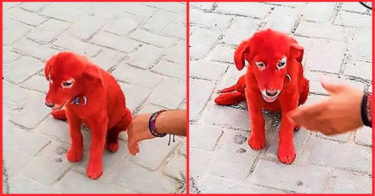 Scarlett, è stata tinta di rosso per assomigliare a Clifford, il cane dei cartoni animati