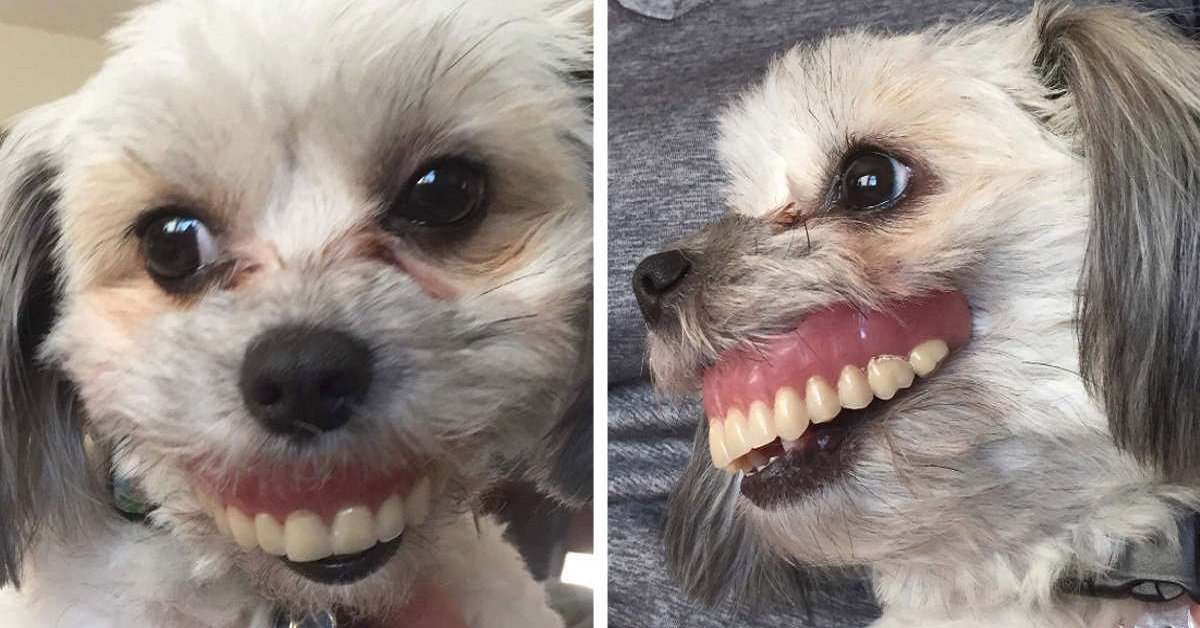 Maggie, la cagnolina con la dentiera