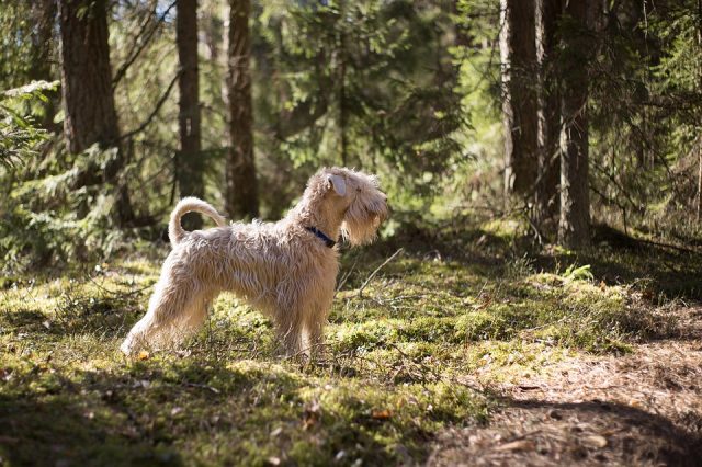 donna-cerca-di-uccidere-il-suo-cane-nella-foresta