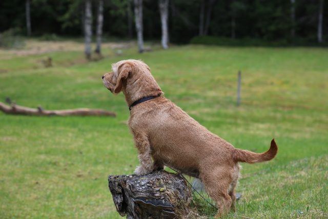 donna-cerca-di-uccidere-il-suo-cane-nella-foresta 2